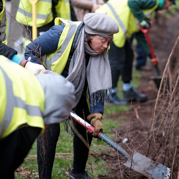 Person with a shovel patting down soil around a planted tree