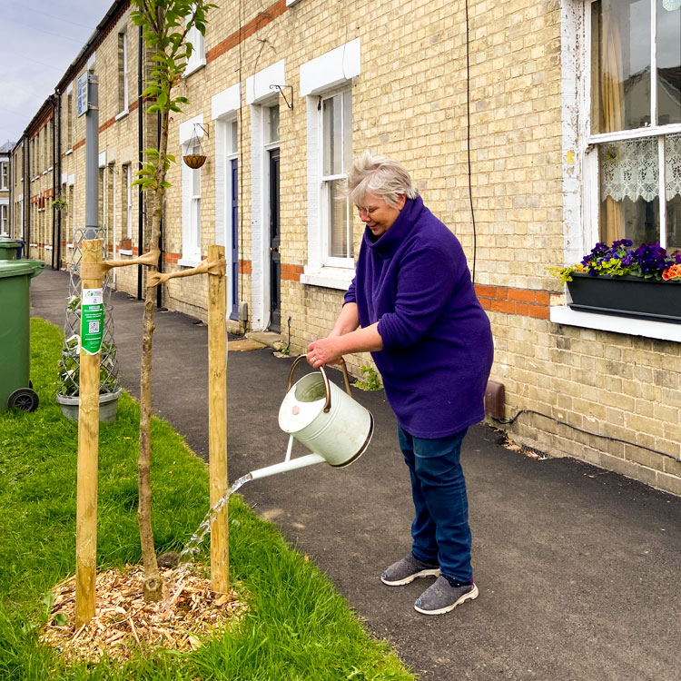 Person watering a newly planted tree on a street with houses